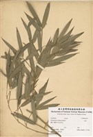 藏品(桂竹)的圖片